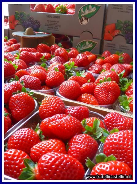 Le Fragole