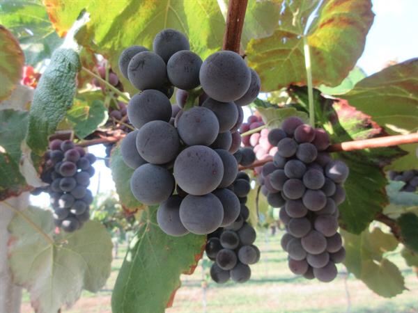 Uva americana: un prodigio dal sapore di fragola