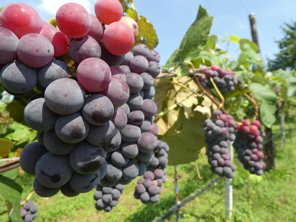 UVA FRAGOLA