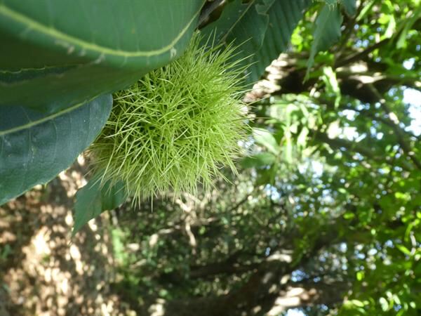 CASTAGNE