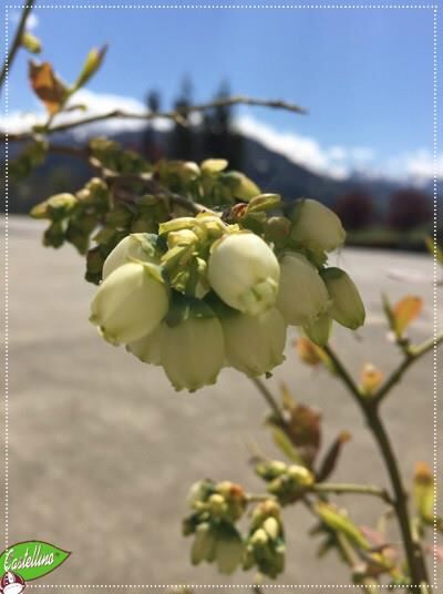 Fiori di Mirtillo