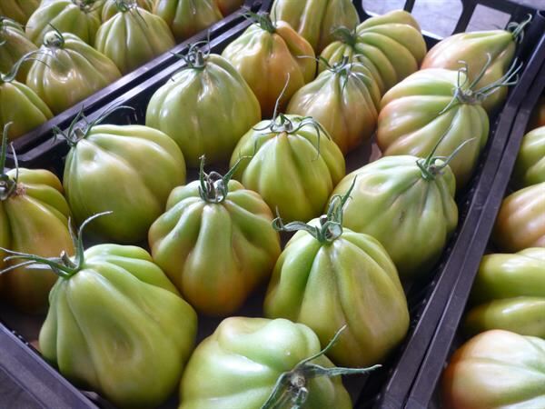 POMODORO CUOR DI BUE… un alimento immancabile sulle nostre tavole !
