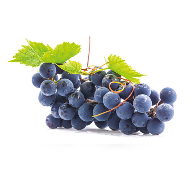 Uva fragola per l'industria Fratelli Castellino